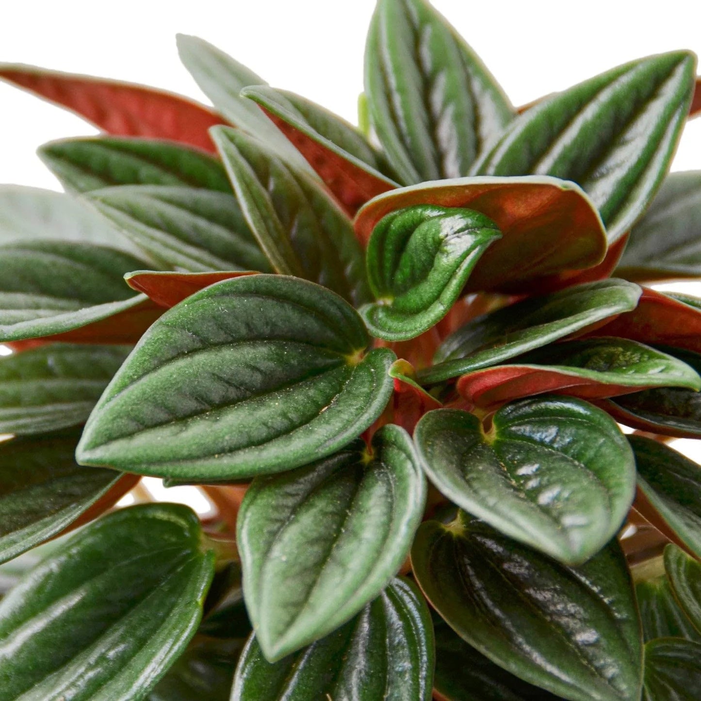 Peperomia Rosso | Live Plant for Indoor & Outdoor | for Living Room, Office, Bathroom | (4" Pot)