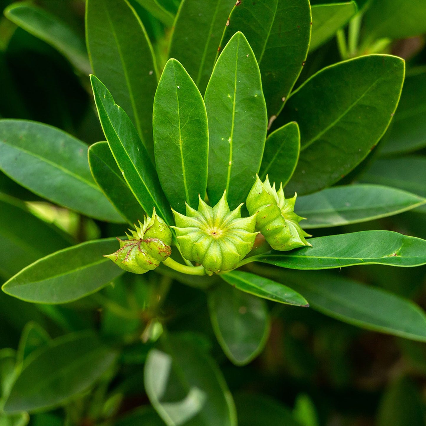 Perfect Plants Ocala Anise 1 Gallon | Live Shrub for Landscaping | Evergreen & Provides Privacy