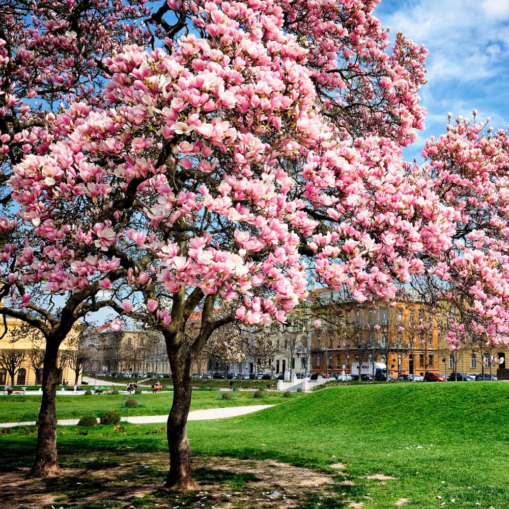 Magnolia Tree Live, Cold Hardy Jane Magnolia Live Plant, Vibrant Pink Flowering Tree for Outdoor Landscaping, 3 Gallon Pot, 2 to 3 Feet Tall, No Ship to CA