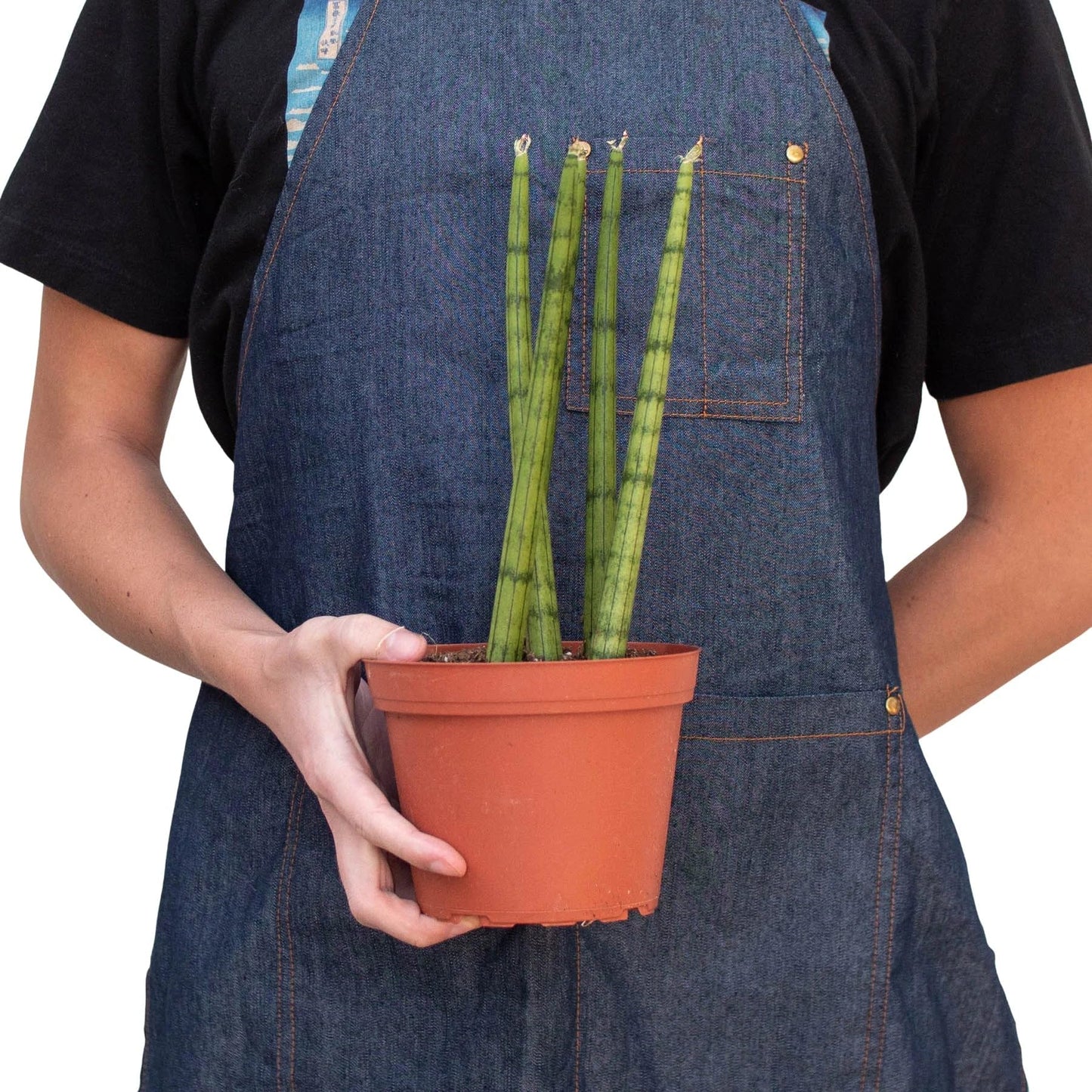 4 Pack Snake Plant Cylindrica in 4in Pot - Live Plants Tropical Houseplants | Variegated | USA Growers | The Snobby Leaf