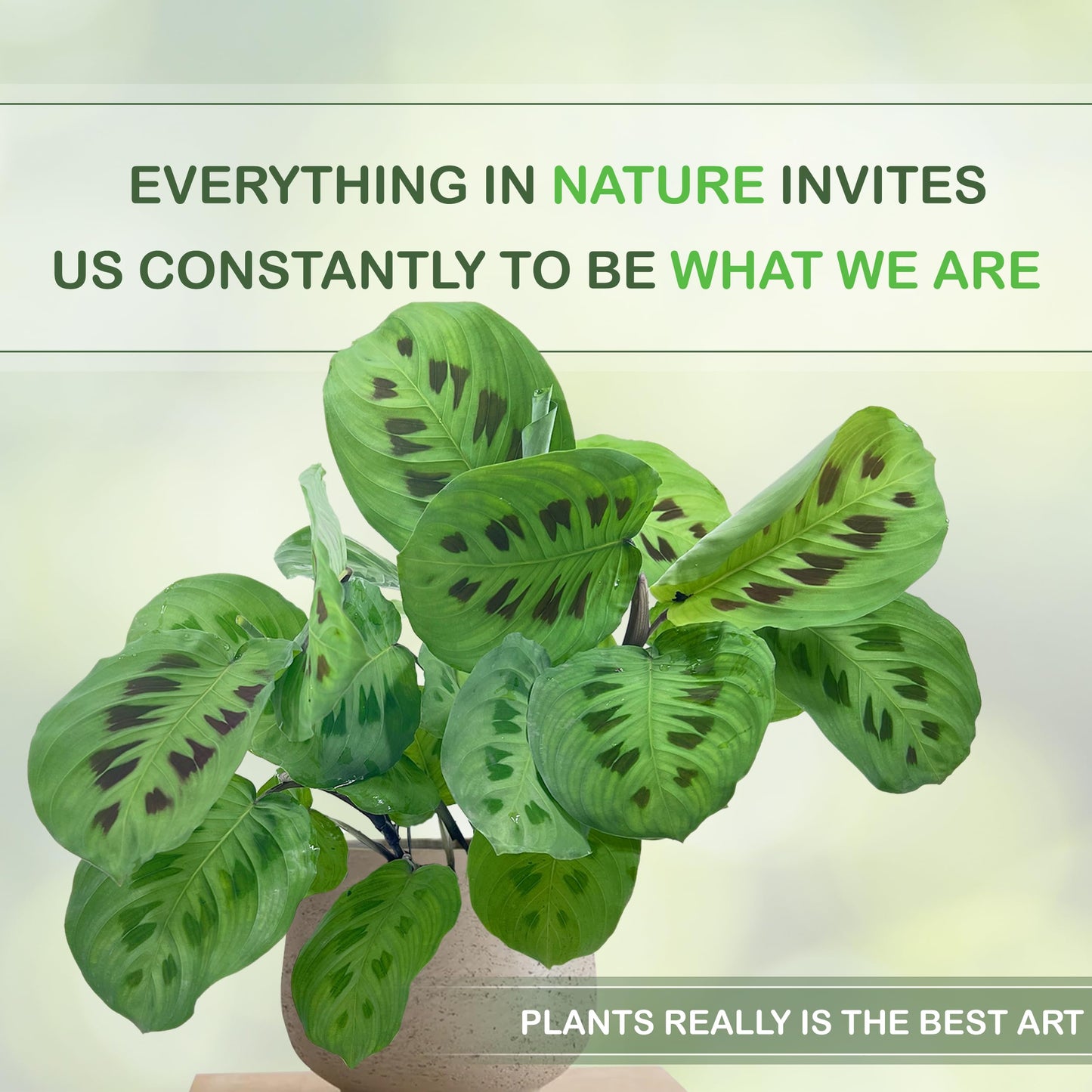 LEAL PLANTS ECUADOR Calathea Maranta (Pack of 2) Fascinating Leaf Movement, Easy Care Tropical Houseplant, Air-Purifying, Ideal for Home & Office Decor, Unique Living Plant Gift