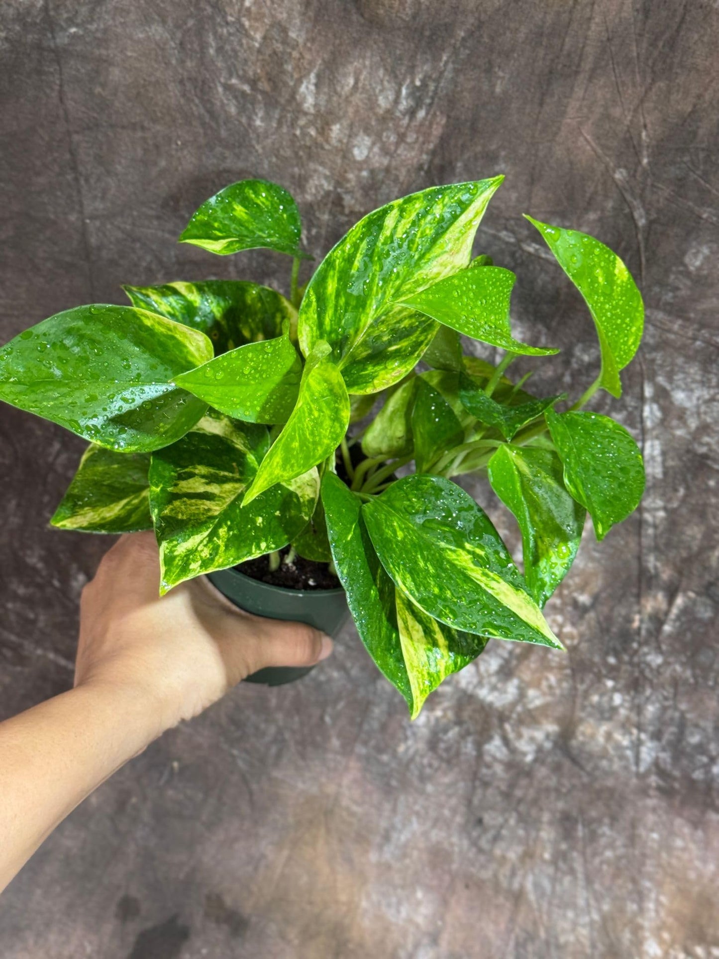 PLANTVERS Golden Pothos in a 4" Nursery Pot – Epipremnum Aureum – Live Vining Plant – Low Maintenance Indoor Plant – Air Purifying Houseplant – Easy Indoor Climbing Vine