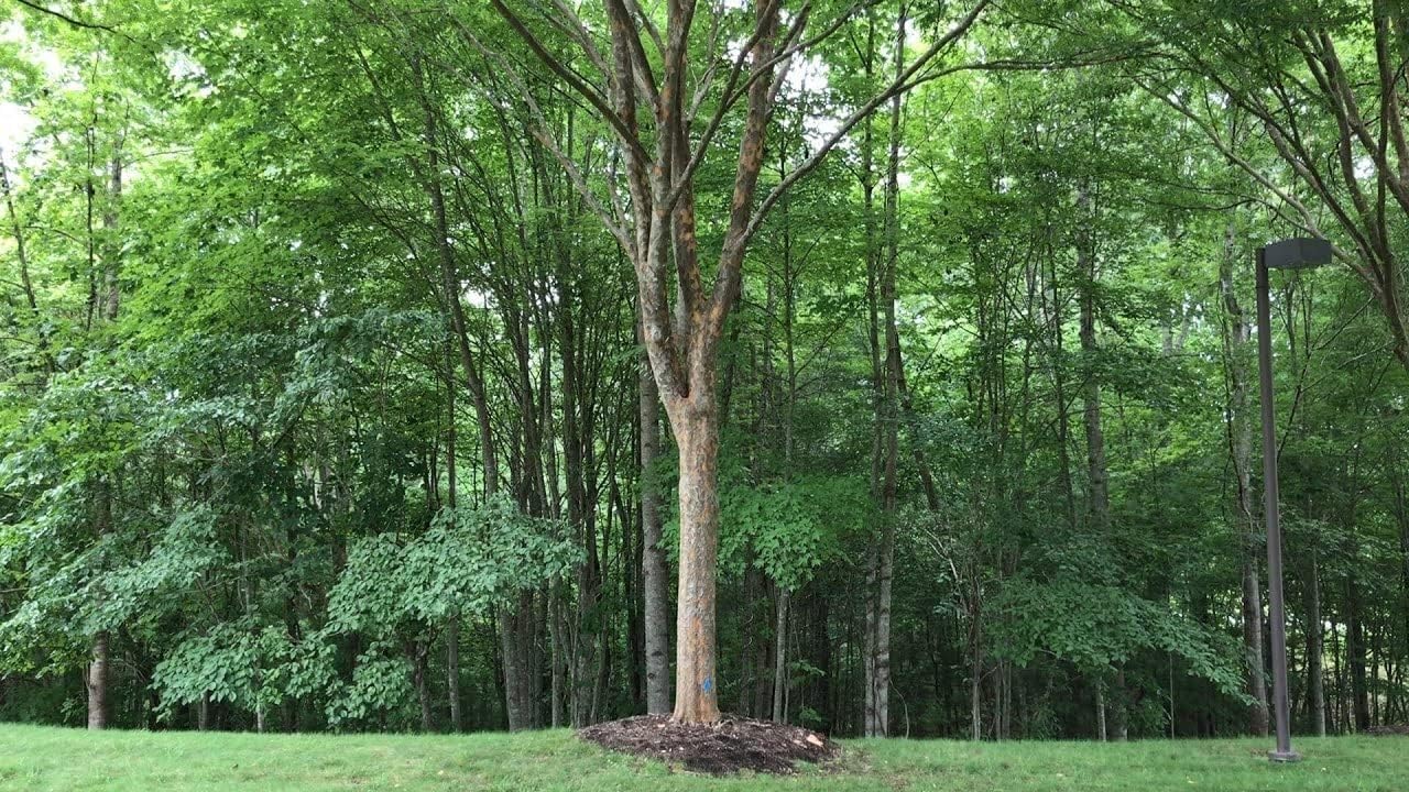 Drake Chinese Elm Tree | 10 Live Plants | Lacebark Elm | Ulmus Parvifolia | Semi-Evergreen Fall Colors Red Purple & Yellow