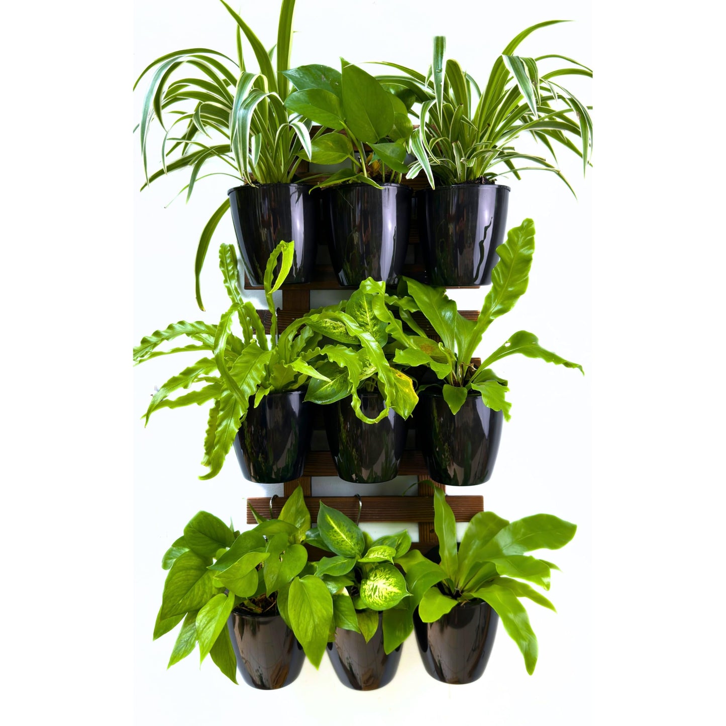 LaLaGreen Wall Planters for Indoor Plants - 10 Pack, 4 Inch Black Self Watering Pots Modern Indoor Hydroponic Vertical Live Garden Wall Mounted Hanging Plant Holder