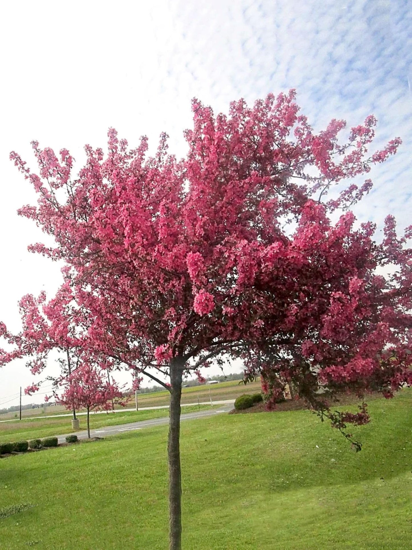 American Plant Exchange Profusion Crabapple Tree, 1-Gallon Pot, Deep Red Blooms, Small Red Fruit, Self-Pollinating, Live Indoor/Outdoor Landscape/Houseplant