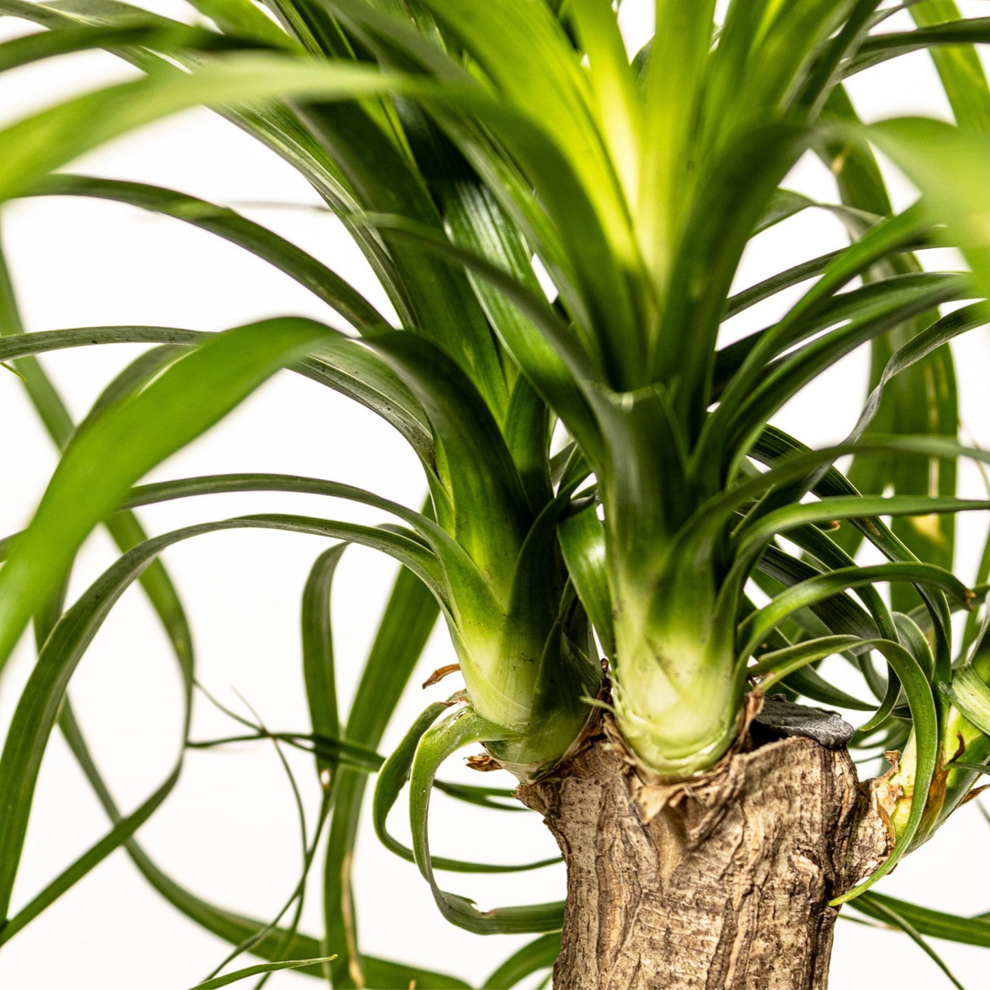 Ponytail Palm Live Plant by United Nursery in 6-in White Decorative Pot, Easy to Maintain Indoor House Plant for Home, Patio, or Office Decor