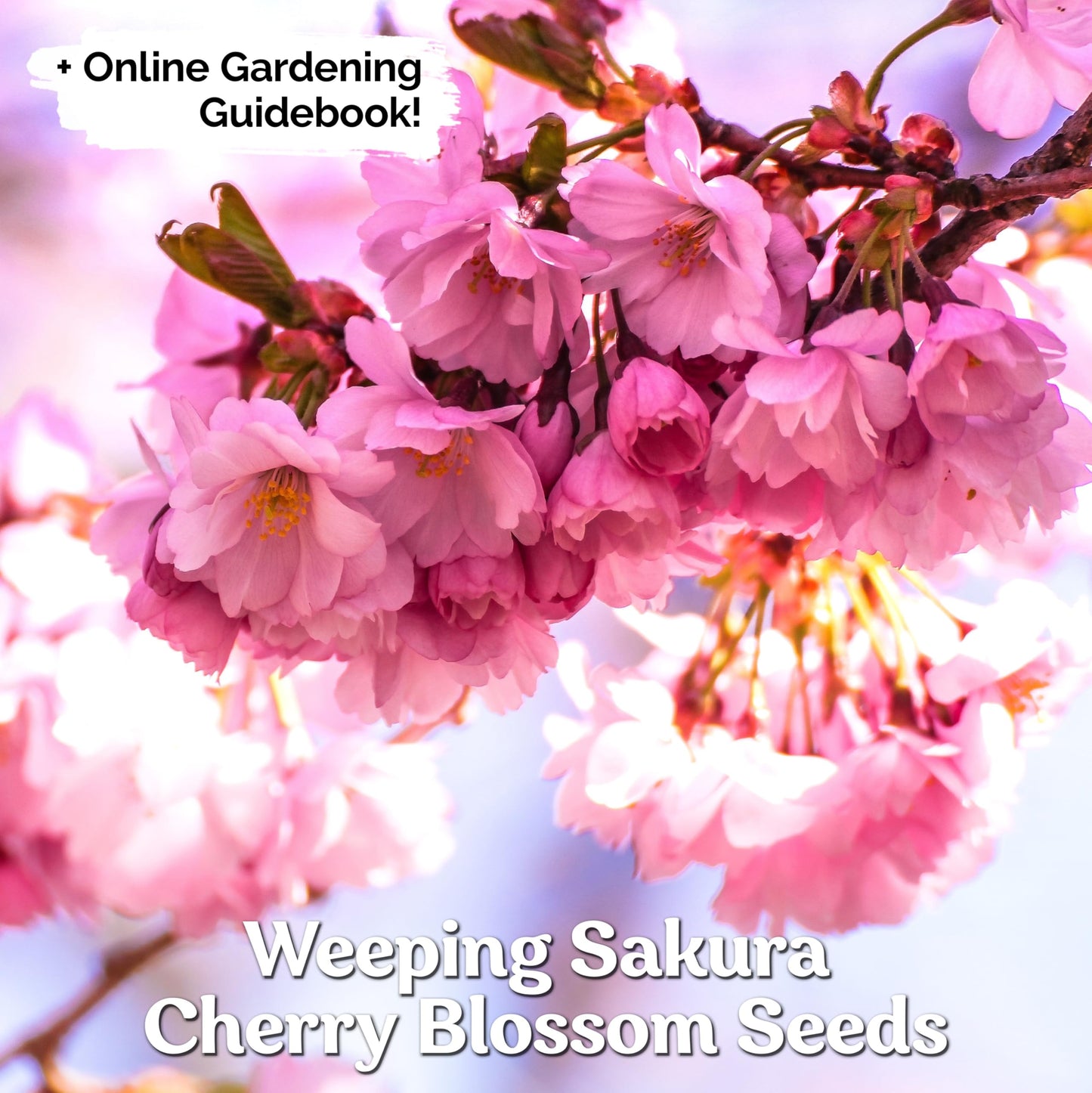 KVITER 30 Weeping Cherry Sakura Tree Seeds for Planting (Prunus Subhirtella) – Pink Japanese Cherry Blossom Tree, Higan/Rosebud/Spring Cherry Seeds – Flowering Trees for Home, Patio & Outdoor Garden