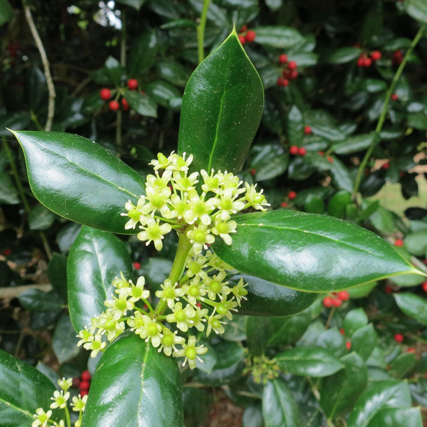 Dwarf Burford Holly 1 Gallon