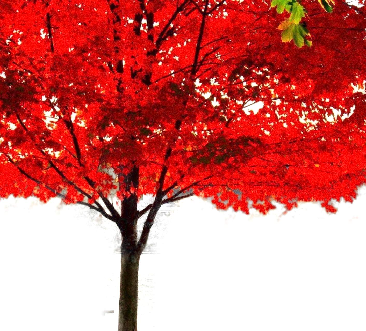 Large American Red Maple Shade Tree - Live Plant Shipped 5 to 6 Feet Tall by DAS Farms