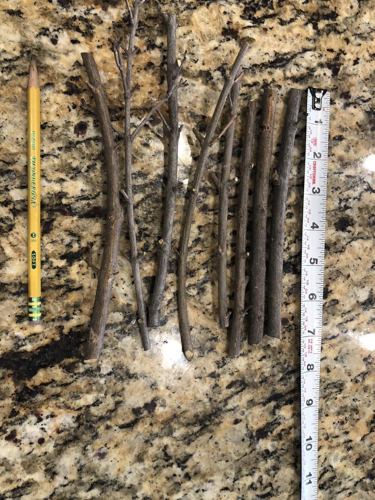 Live Plant - 15 Wonderful Pomegranate Cutting from Mature Plant