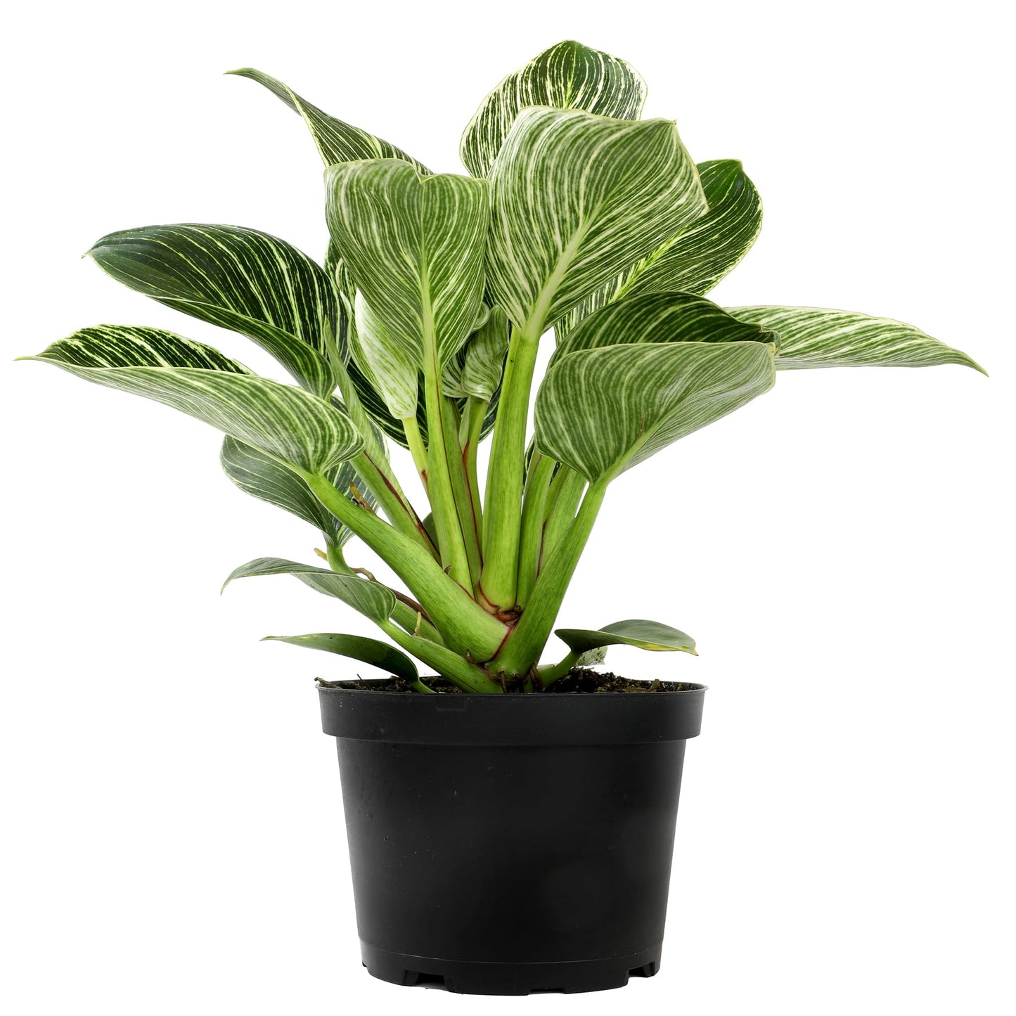 Variegated Philodendron Birkin Houseplant, Powerful Air Purifying Plant, Easy to Grow, Upright Philodendrons, Popular Live Indoor Plants, 6 in. Grower Pot, Unique Houseplants for Beginners