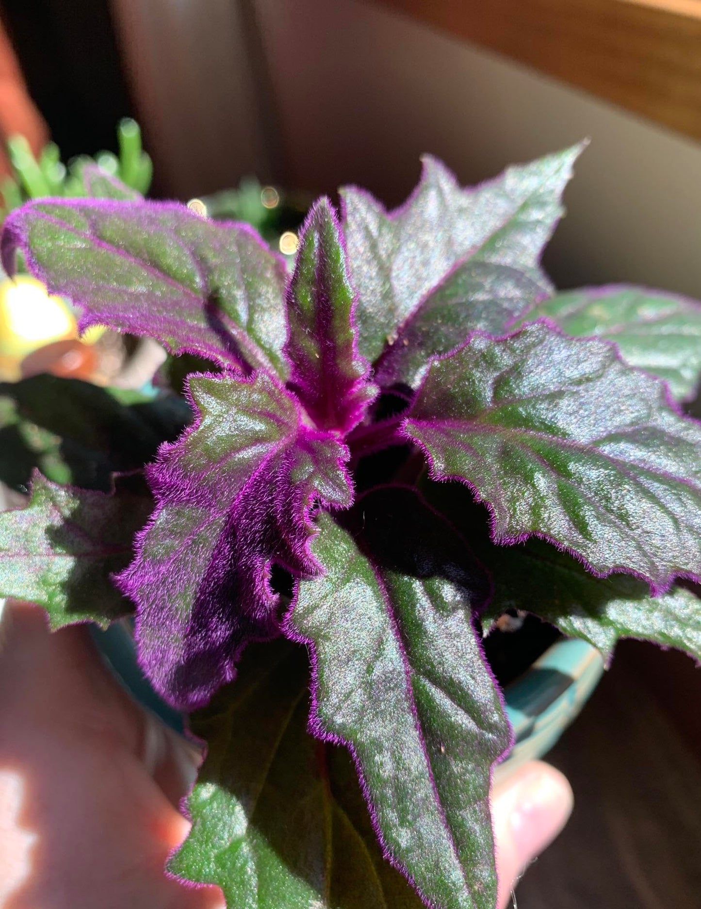 Purple Passion Plant - Royal Velvet - 1 Live Starter Plant - Gynura Aurantica - Beautiful Textured Colorful Foliage Indoor Houseplant
