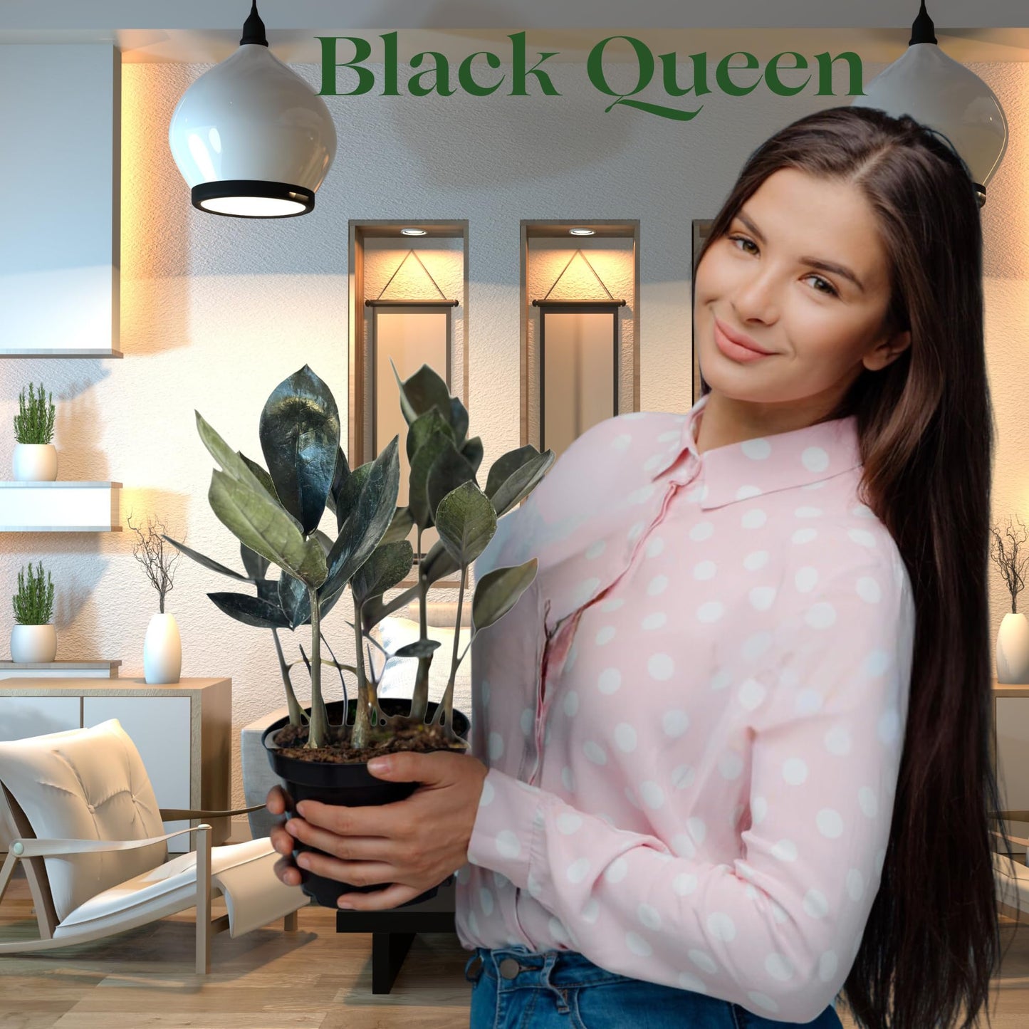 Live ZZ Plant Black Queen (Zamioculcas zamiifolia) in 4'' Pot – Rare Low-Light Indoor Houseplant with Deep Purple-Black Foliage, Similar to Raven ZZ – Easy to Grow Home & Office (Heat Pack Included)