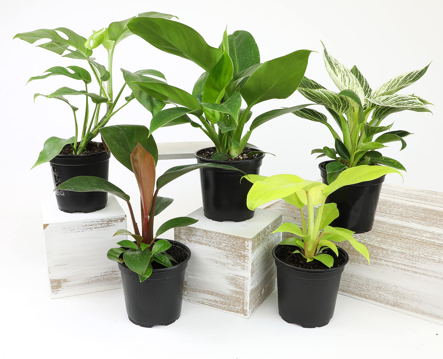 Real Philodendron Plant Variety Pack (Includes 4 Live Plants) in 4.25" Grower Pots, Easy to Grow Air Purifying Philodendrons, Seasonal Surprise Box, Easy & Popular Houseplants by Plants for Pets