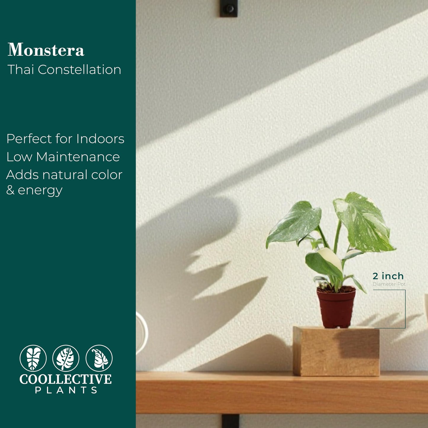 CoollectivePlants Monstera Thai Constellation – Live Indoor Plant in 2″ Grower Pot, Variegated Monstera Houseplant, Easy Care Low Maintenance Tropical Plant for Home or Office