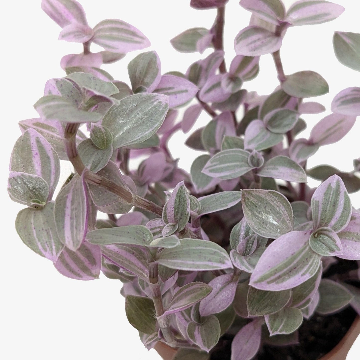 Tradescantia Callisia 'Pink Panther' | Live Plant for Indoor & Outdoor | for Living Room, Office, Bathroom | (4" Pot)