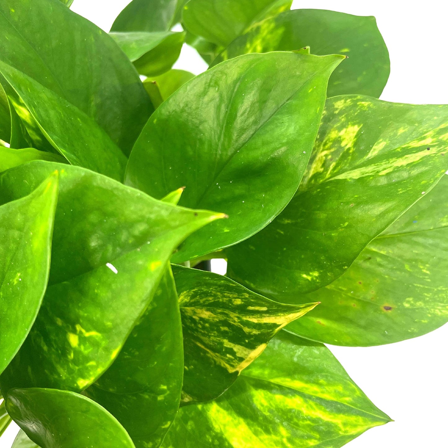 BubbleBlooms Golden Pothos, Variegated 6 inch Pothos, Epipremnum aureum, Devil's Ivy