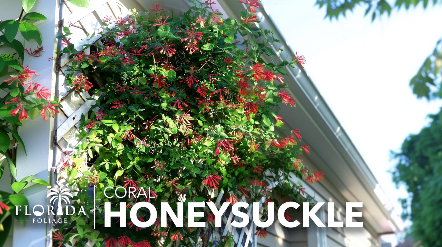Coral Honeysuckle | 3 Live Plants | Lonicera Sempervirens | Attracts Hummingbirds, Red Trumpet Flowers, Fast Growing Vines, Low Maintenance, Long Blooming Season, Garden Climbing Vine