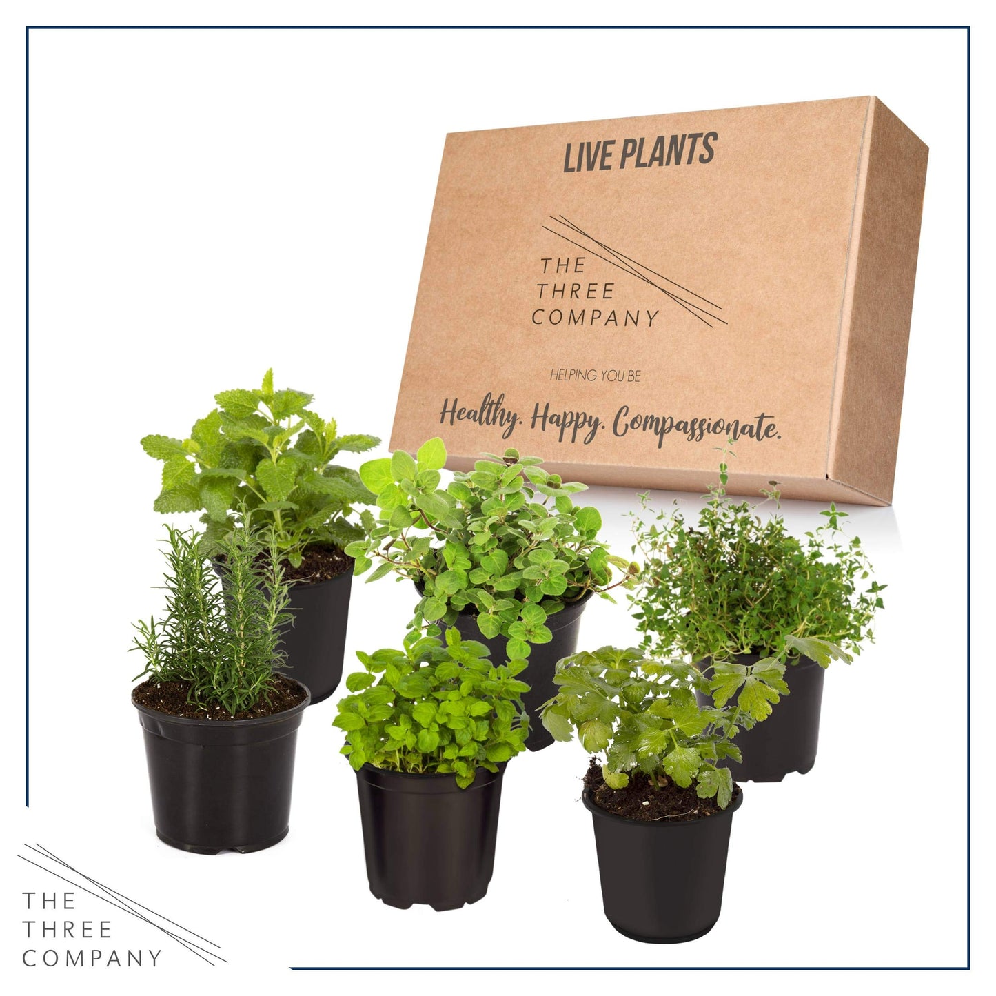 Live Aromatic and Edible Herb Assortment (Rosemary, Eucalyptus, Mint, Lemon Balm, Other Assorted Herbs), 6 Plants Per Pack