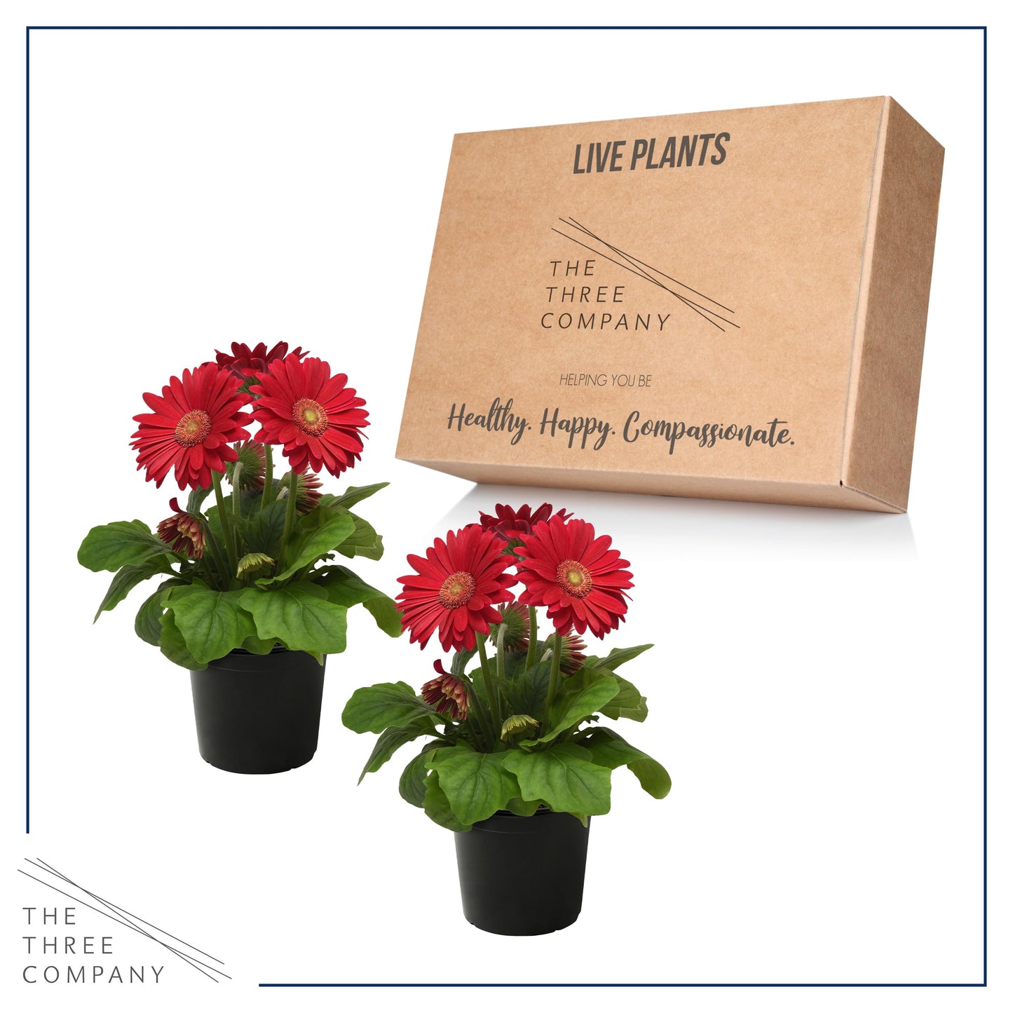 Live Flowering Gerbera Daisies - Shades of Pink (2 Plants Per Pack) - Beautiful Spring Flowers - 12" Tall by 5" Wide in 1 Qt Pot