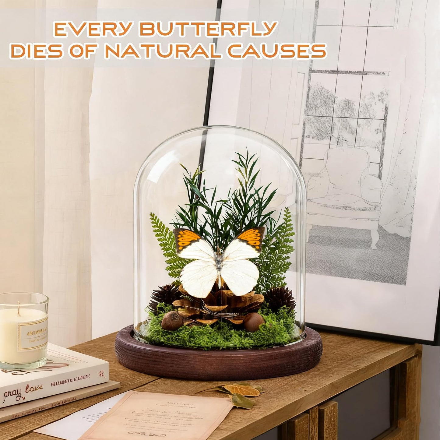 Glass Taxidermy Butterfly Shadow Box, Butterfly Gifts for Women Girls with Glass Cover, Light Up Butterfly Decor for Bedroom Office Living Room Desk (Not Include Battery)