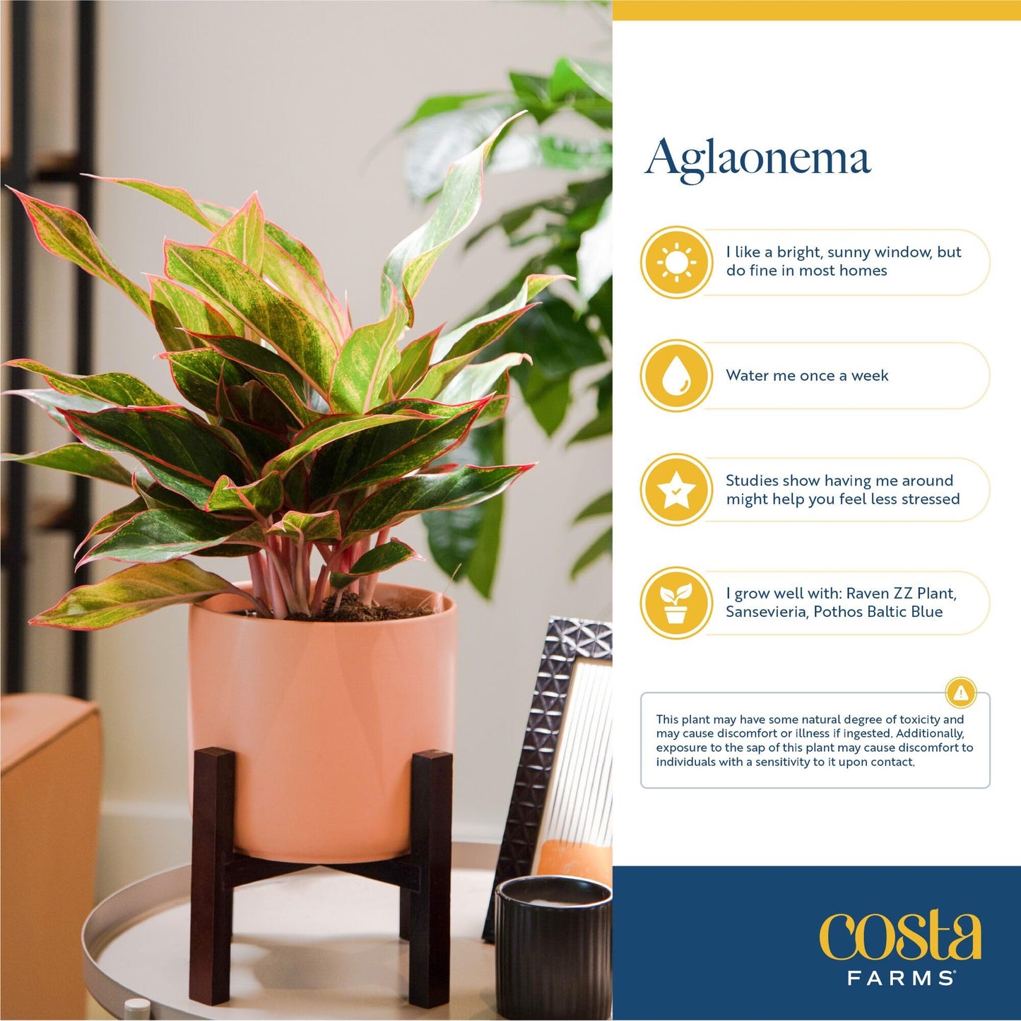 Costa Farms Red Chinese Evergreen Live Indoor Plant, Easy Care Houseplant in Modern Decor Planter, Excellent Housewarming Gift, Unique Home Decor, Room Décor, 15-Inches Tall