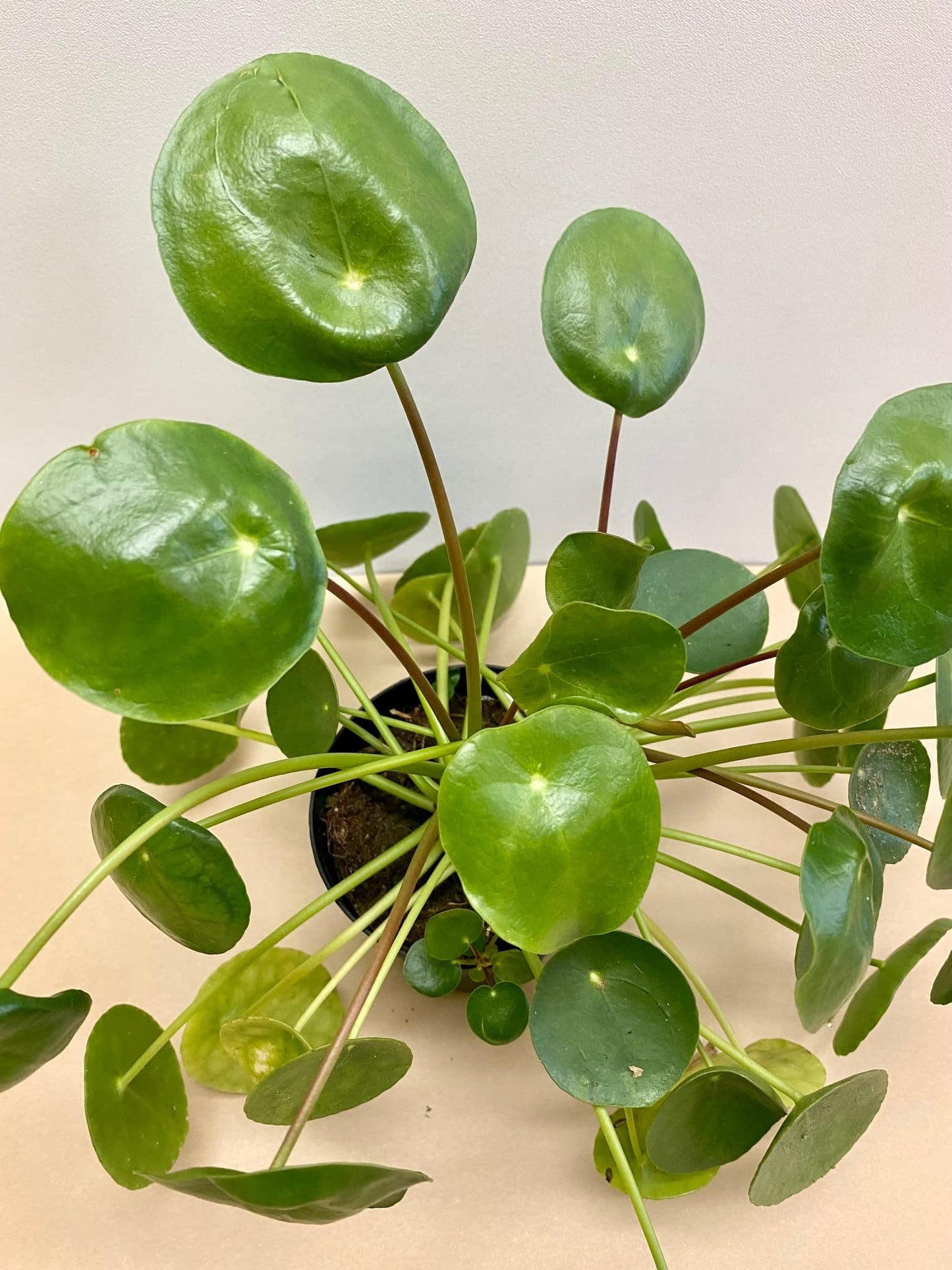Chinese Money Plant - Pilea peperomioides - 3.5" Pot, Fully Rooted