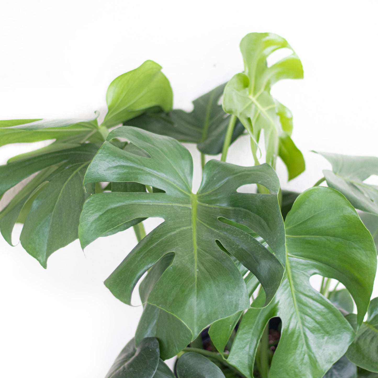 United Nursery Monstera Deliciosa Bundle 2-Pack Large 30-36 inches Tall Live Indoor Swiss Cheese Plants 10 inche Plants Pots, Air Purifying Tropical Floor Plants for Home and Office Decor