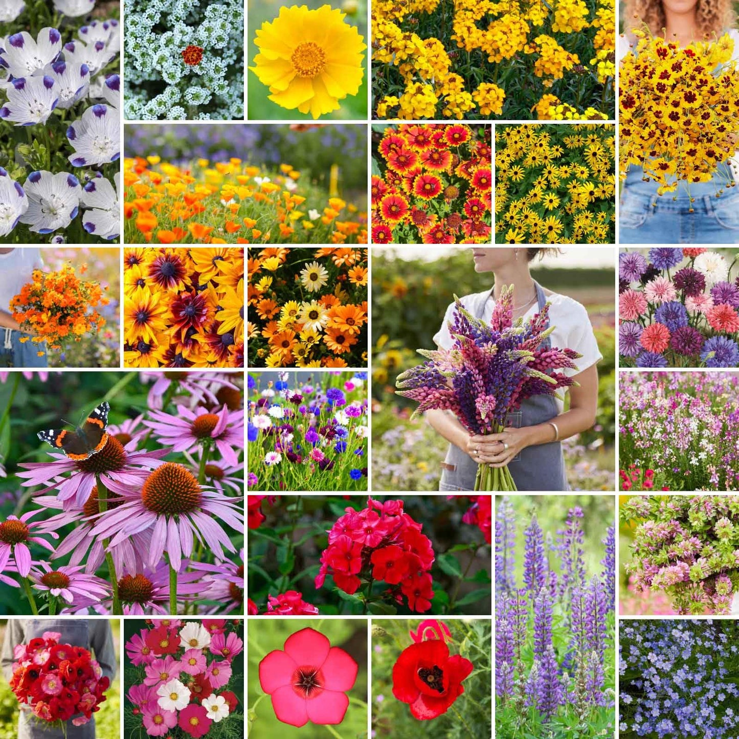 Eden Brothers Southeast Wildflower Mixed Seeds for Planting, 1 lb, 480,000+ Seeds with Cornflower, Blanket Flower | Attracts Pollinators, Plant in Spring or Fall, Zones 3, 4, 5, 6, 7, 8, 9, 10