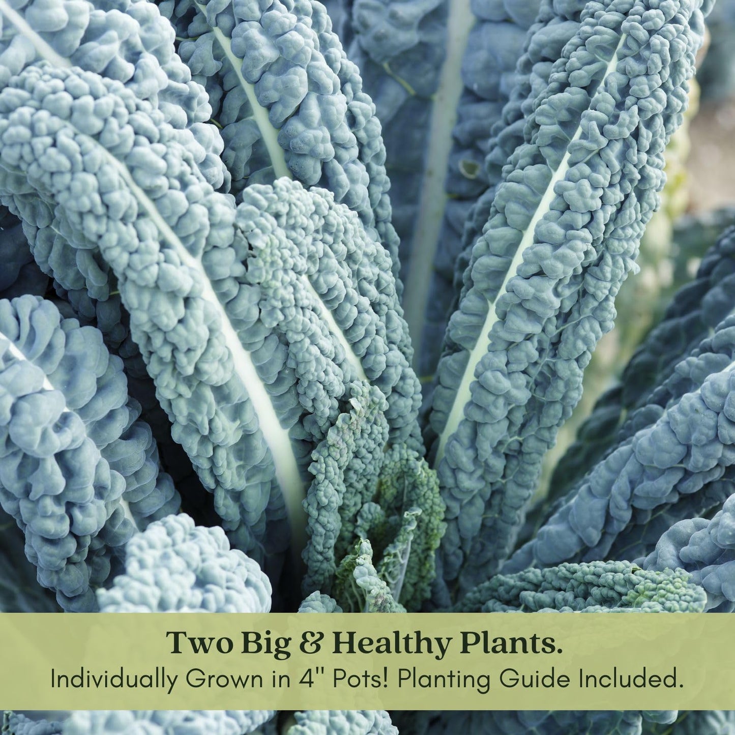 Clovers Garden Dinosaur Kale Plants - Two (2) Live Plants – Non-GMO - Not Seeds - Each 4" to 8" Tall – in 4" Inch Pots - Heirloom, Frost Tolerant