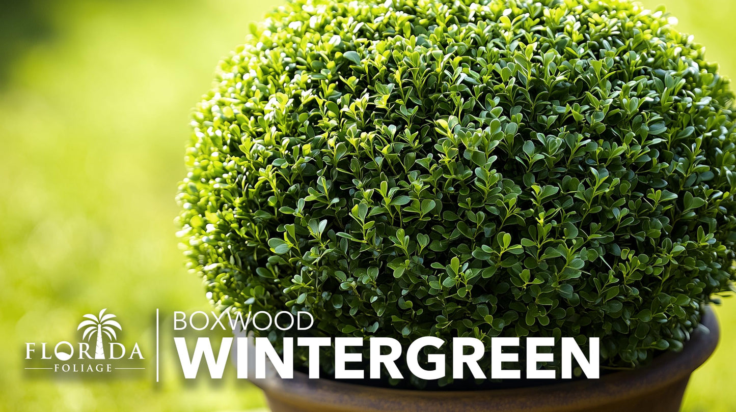 Wintergreen Boxwood | 3 Large Trade Gallon Size Plants | Buxus Microphylla | Evergreen Shrub, Dense Foliage, Formal Garden, Low Maintenance, Privacy Hedge, Year-Round Interest, Landscaping Shrub