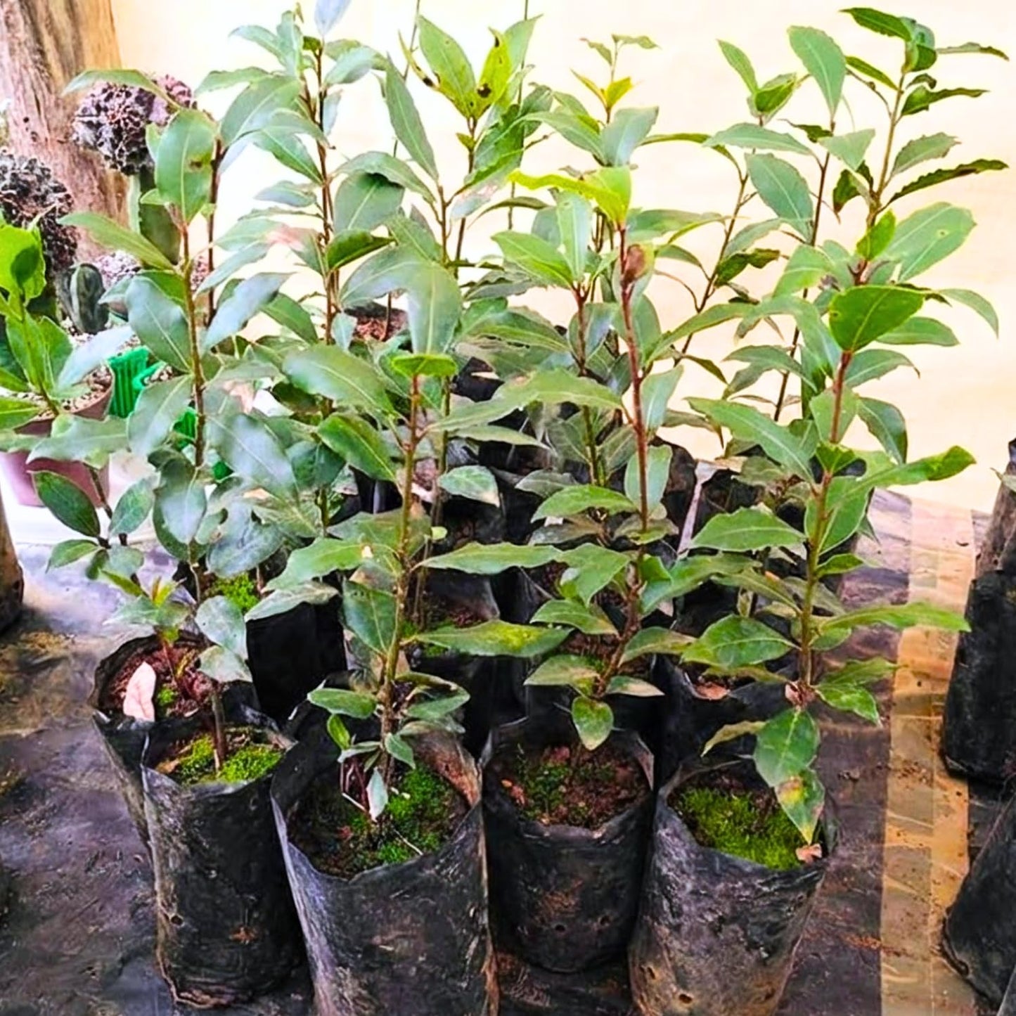Sweet Bay Laurel Plant Live, Laurus Nobilis Bay Leaf Tree, 5-9" Tall, Fragrant Herb