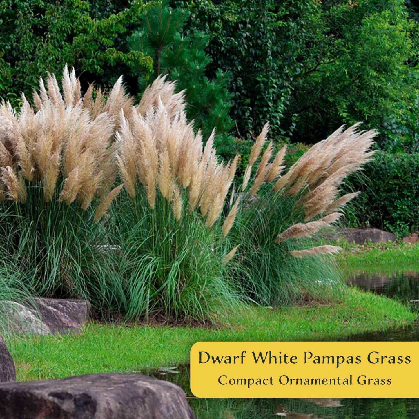 4 Dwarf White Pampas Grass – Compact Ornamental Grass with Large White Plumes for Screens & Accents (Cortaderia selloana ‘Pumila’) in 3.5” Cubes, Live Plants