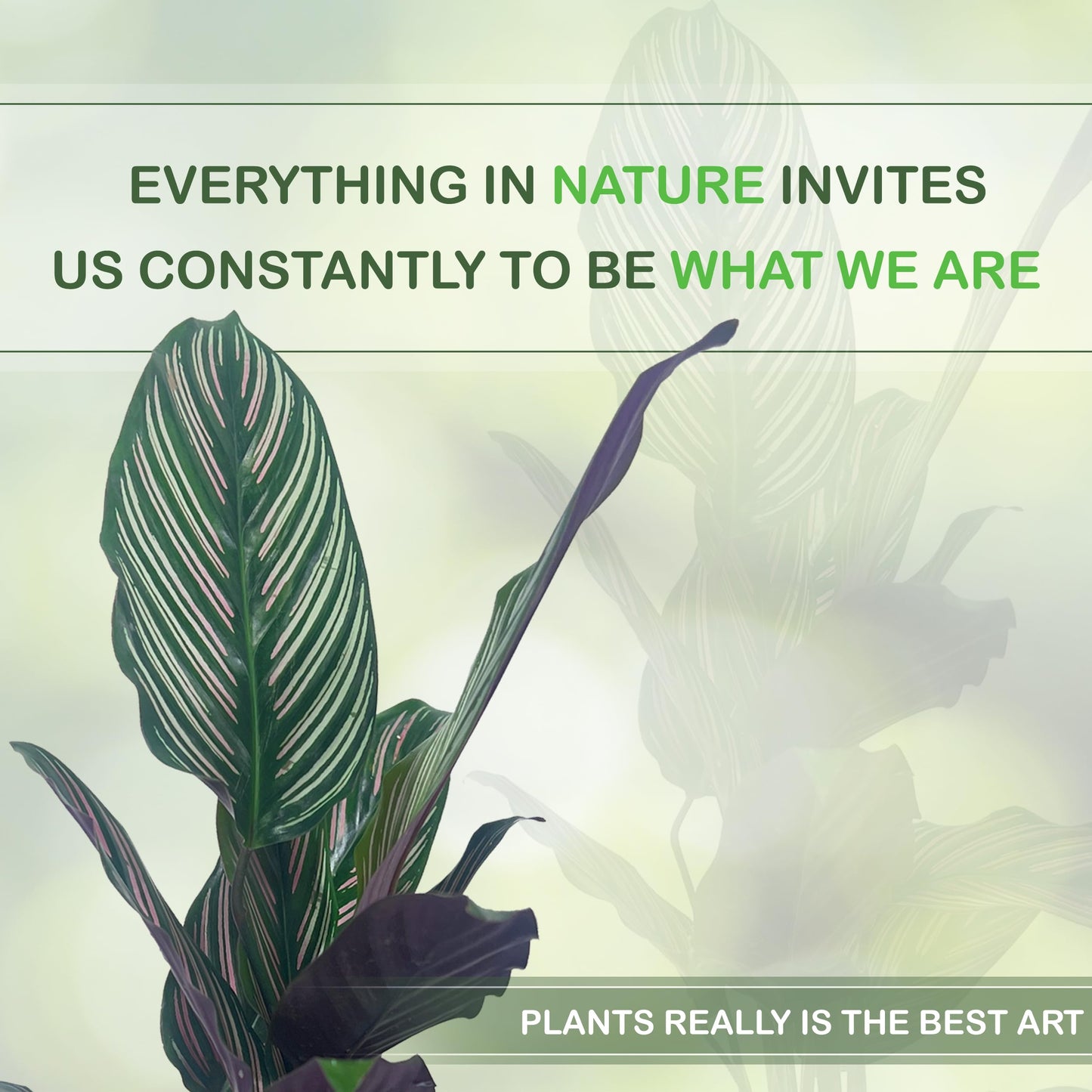 LEAL PLANTS ECUADOR Calathea Ornata Sanderiana Stretched (Pack of 2) Fascinating Leaf Movement, Easy Care Tropical Houseplant, Air-Purifying, Ideal for Home & Office Decor, Unique Living Plant Gift