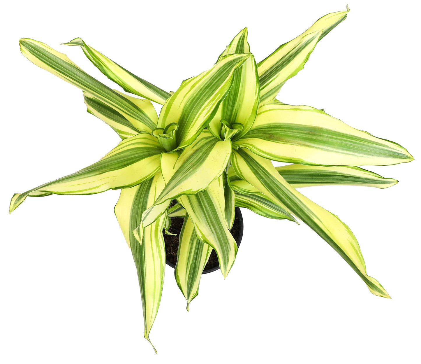 Dracaena Steudneri Moonlight 4 Pack House Plant, 4 Inch Pots for Plants, Dragon Tree Plants for Delivery Prime, Low Light House Plants, Live Plants Indoor Plants Live Houseplants by Plants for Pets