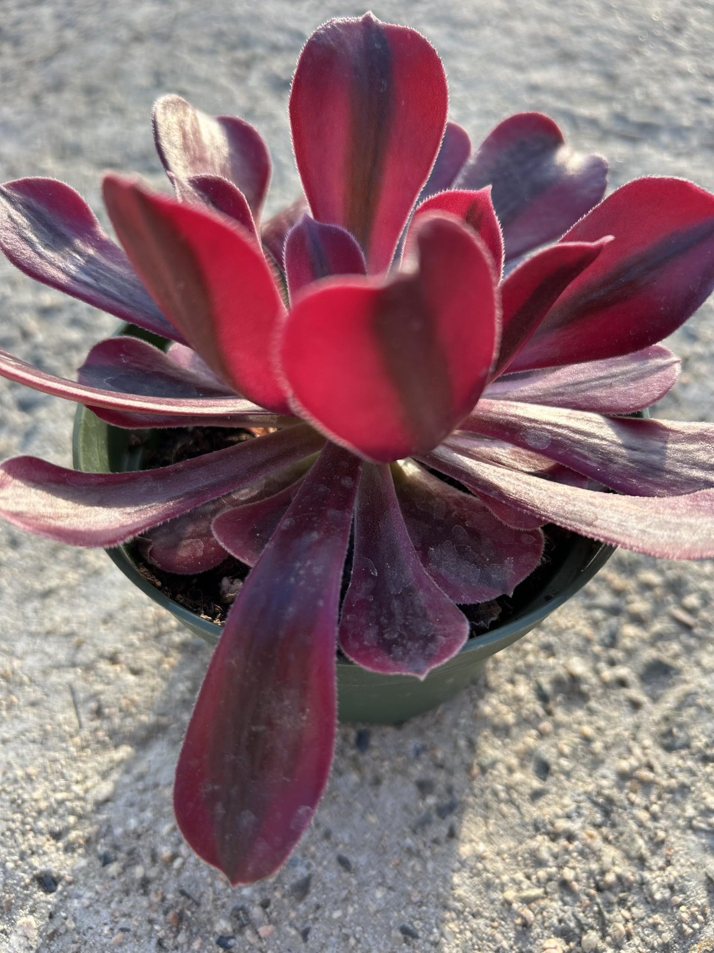 Aeonium Medusa Live Succulent Plant, Fully Rooted in 4 Inch Pot with Soil, Deep Red and Purple Rosette, Indoor Outdoor Home Office Decorative Plant