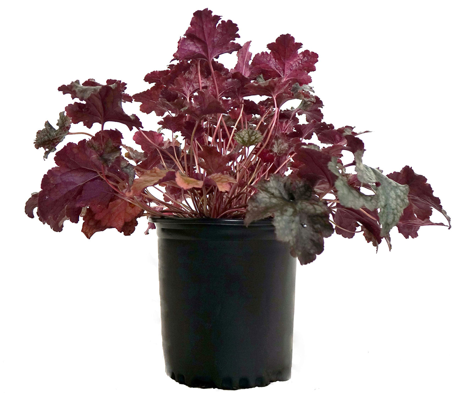 Heuchera 'Plum Pudding' (Coral Bells) Perennial, purple & silver foliage, 1 - Size Container