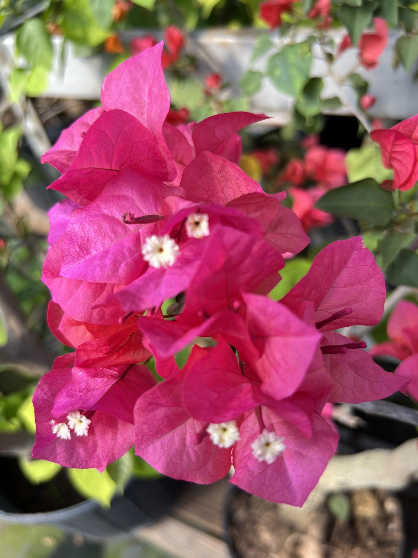 16" Tall Pink Bougainvillea Live Well Established Plant in 6" Pot with Wood Trellis Bright Colors Flowering Vine Indoor/Outdoor Perennial/Annual Tropical