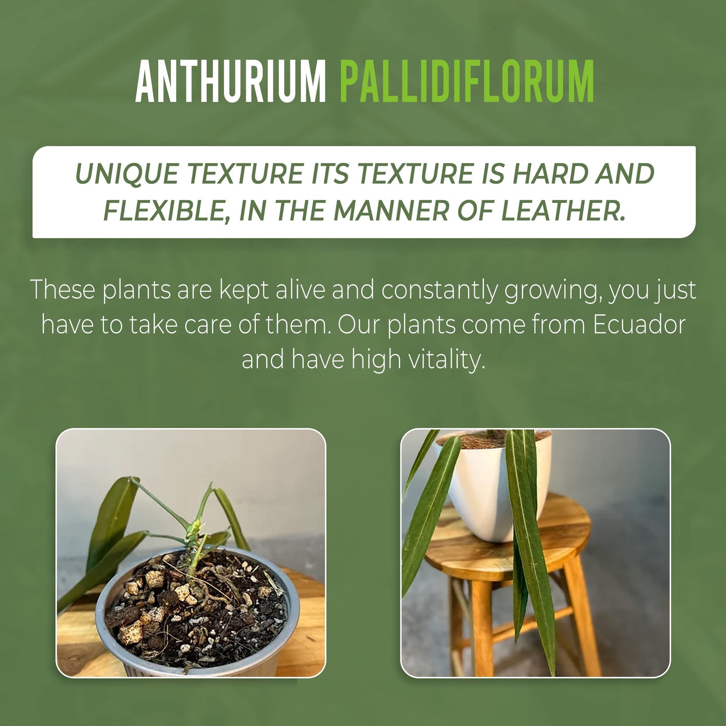 LEAL PLANTS ECUADOR Anthurium Pallidiflorum (Pack of 2)| Green Live Plant for Indoor |Rare & Exotic Indoor Plants for Living Room | Unique Gift for Plant Lovers