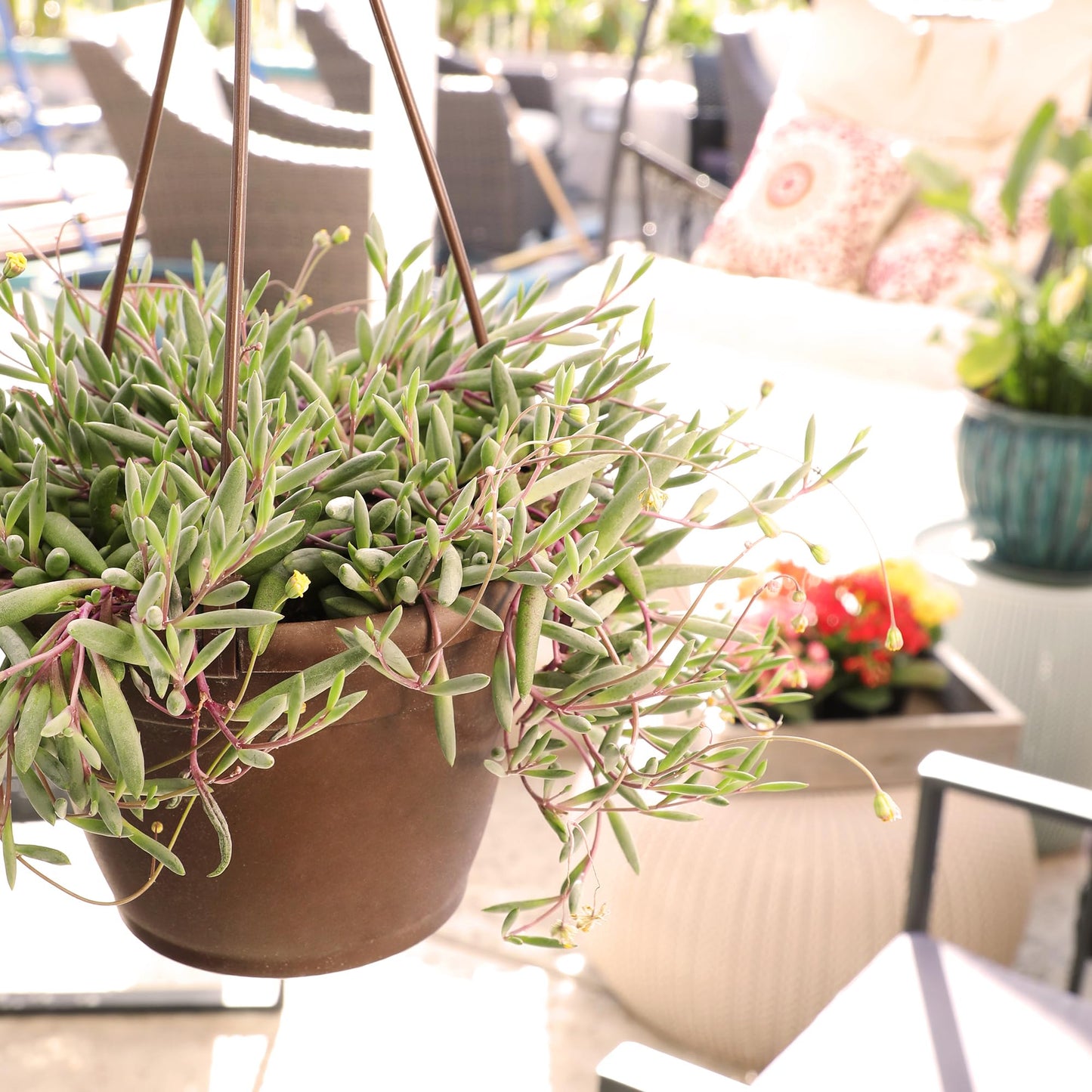Ruby Necklace Succulent Vine Hanging Basket, Othonna capensis, Live Succulents Plants Live Houseplants, House Plants Indoors Live Indoor House Plants, Unique Live Plant Basket by Plants for Pets