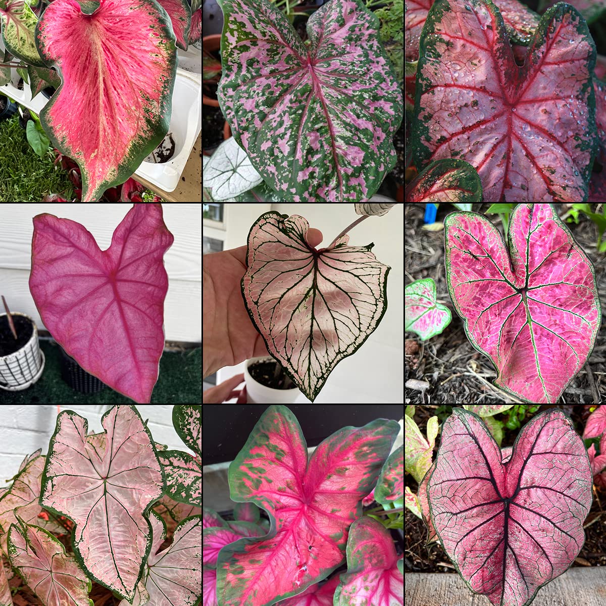 Blue Buddha Farm Pink Caladium Bulb Mix – 12 Size 2 Bulbs | Assorted Pink Varieties for Garden & Indoor Display