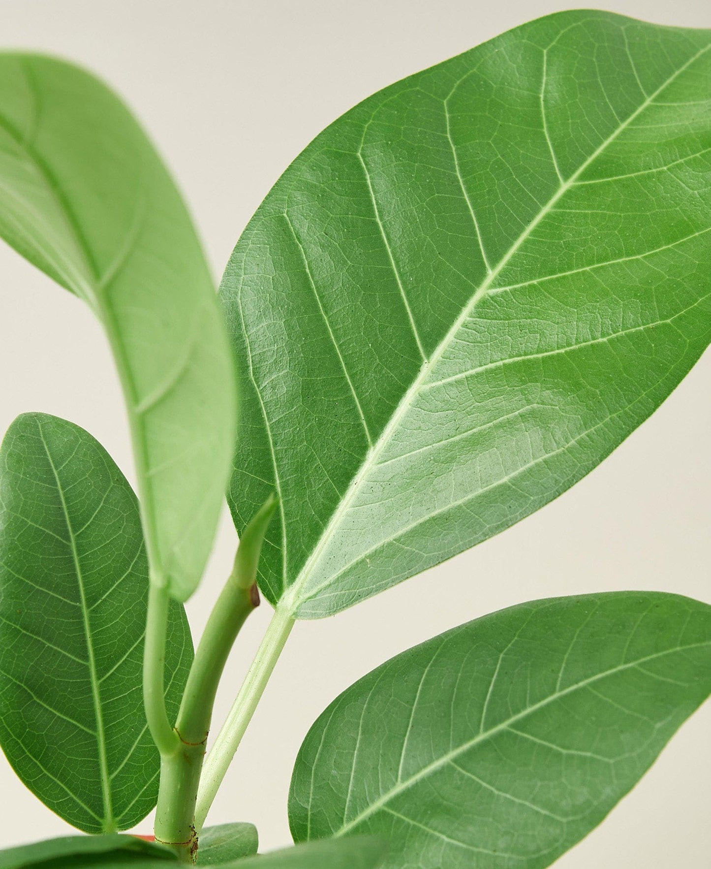 Ficus Elastica Audrey | Live Plant for Indoor & Outdoor | for Living Room, Office, Bathroom | (4" Pot)