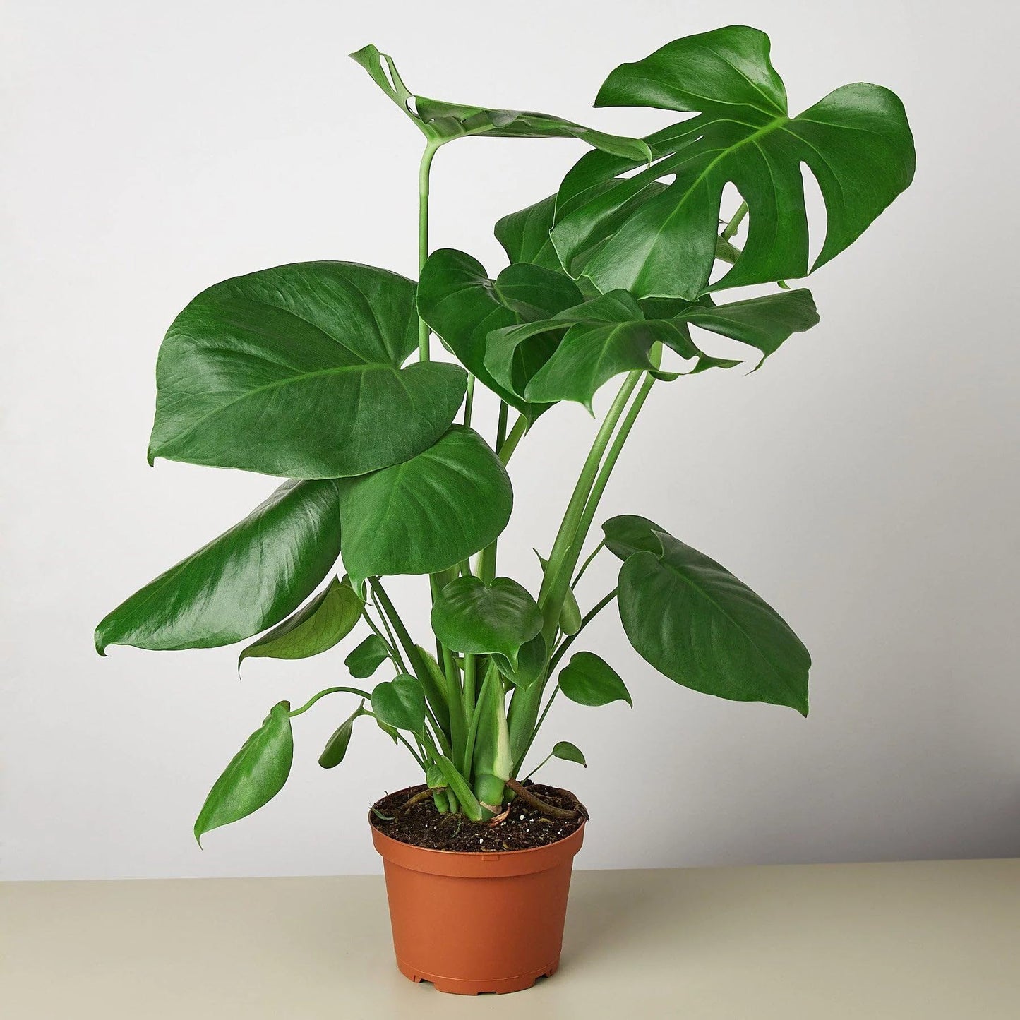 7 Pack Philodendron Monstera Split-Leaf in 6in Pot - Live Plants Tropical Houseplants | Variegated | USA Growers | The Snobby Leaf