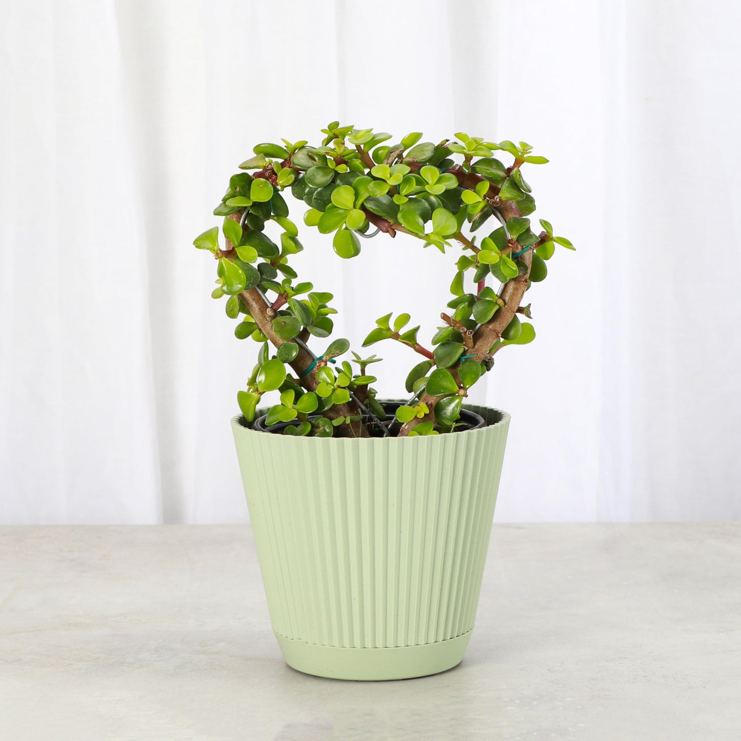 Thorsen's Greenhouse, Heart-Shaped Jade Bonsai Plant, Live Indoor Plant, Gift, Succulent Plant, 4-inch Diameter Pot (Sage)