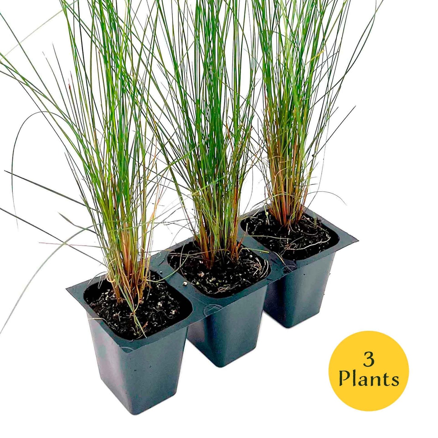 3 Pink Muhly Grass – Ornamental Perennial Grass with Cotton-Candy Pink Plumes for Borders & Mass Planting (Muhlenbergia capillaris) in 2.5″ Cubes, Live Plants