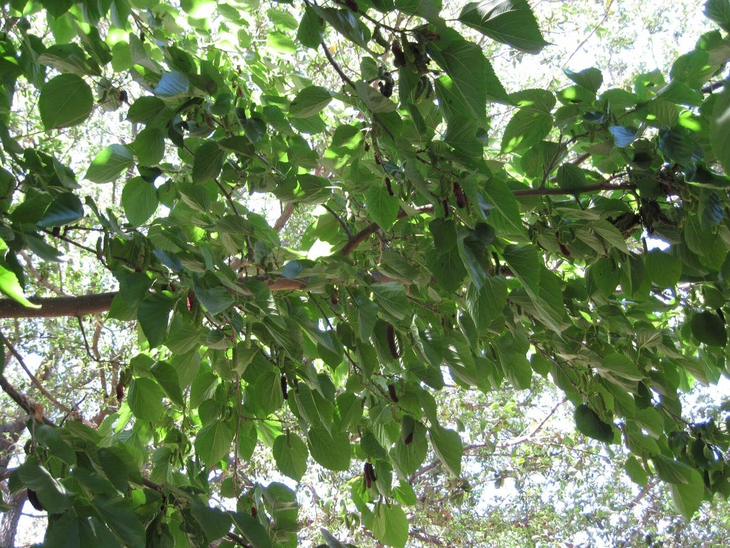Dwarf Everbearing Mulberry Tree | Morus nigra Live Plant 6-7 inches Tall in a 2.5 inch Tall Cup