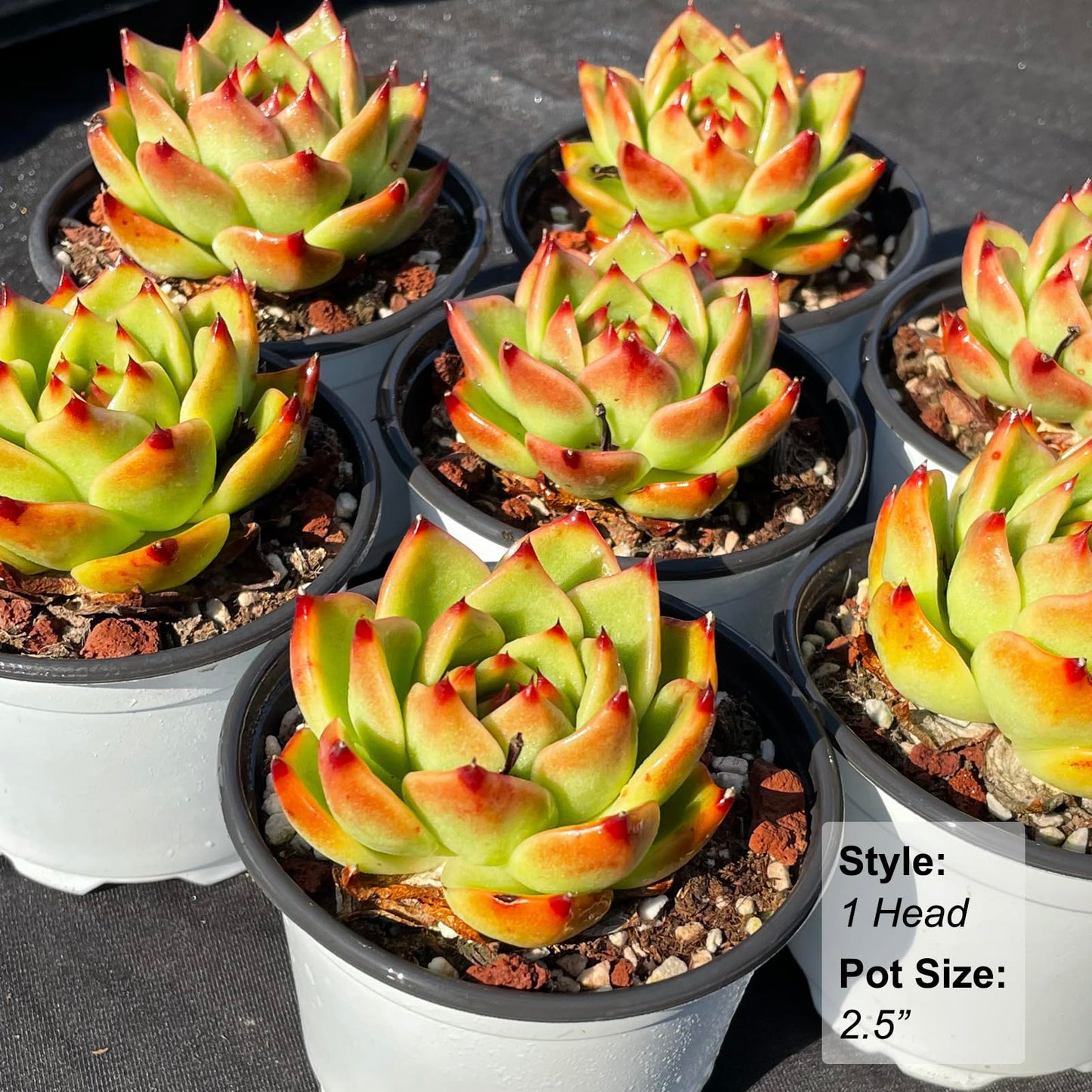 Echeveria Agavoides Blue Dragon Rare Live Succulent Plants, 1 Head Pot Size 2.5" Orange Live Plant, Excludes Pot & Soil, Garden Indoor Office Desk, Party Baby Shower Decor, Gift for Plant Enthusiasts