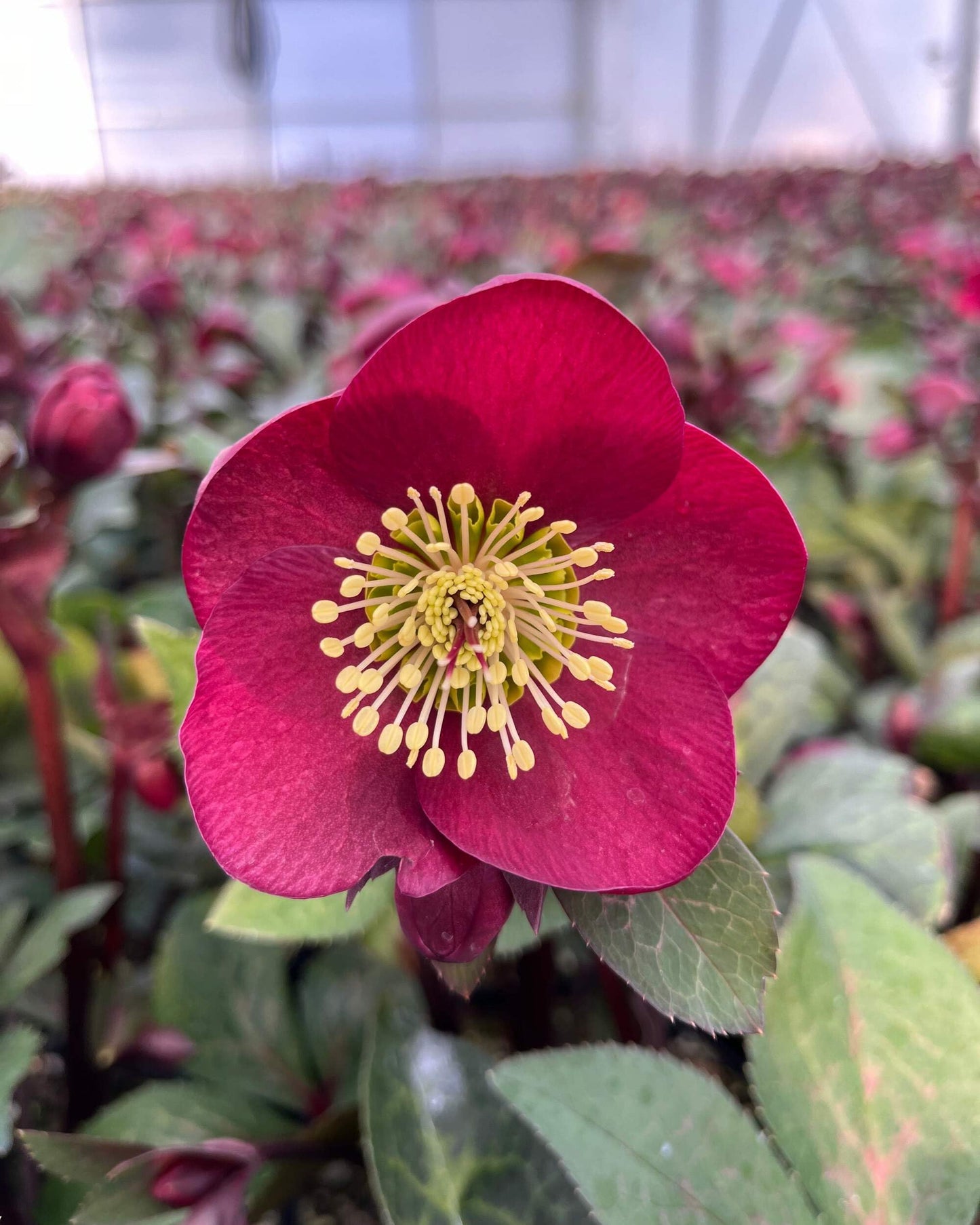 Perennial Farm Marketplace Helleborus x Frostkiss® ‘Anna’s Red’ (Lenten Rose) Perennial, Size-#1 Container, Red Blooms Late Winter to Spring, Deer Resistant