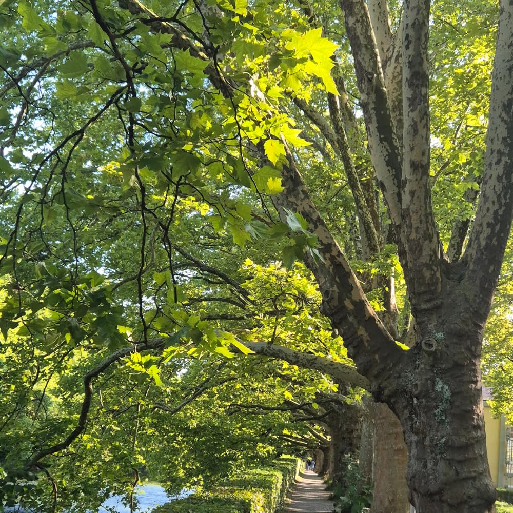 2 American Sycamore Tree, Quart Pot - 12-18 Inch Tall, Vigorous Growth Habit with Unique Peeling Bark for Winter Interest