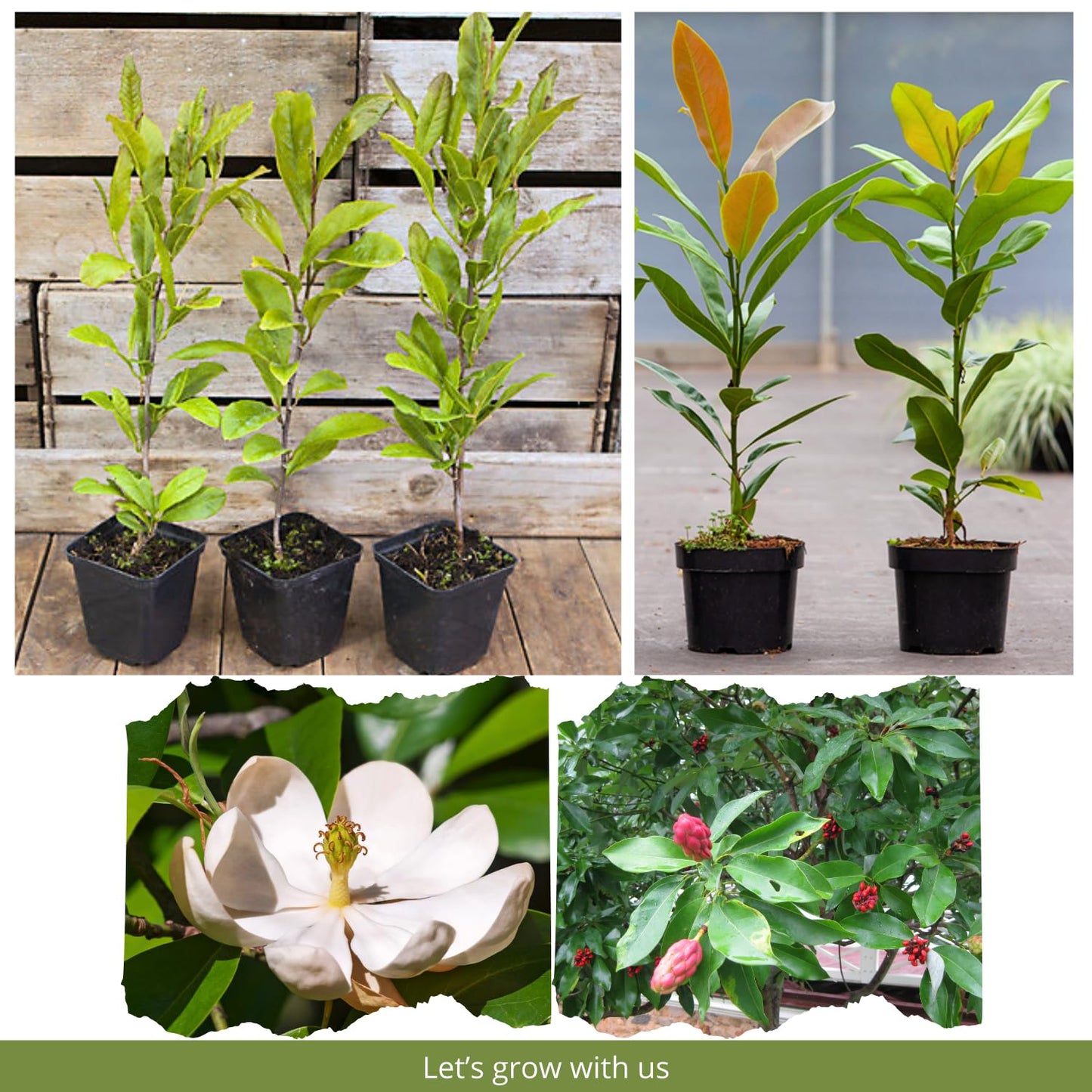 Magnolia Plant Live 6 to 12 Inches Tall, in 2.5 Inches Pot, Magnolia Tree Live Plant, Fragrant Magnolia Flowers (Sweetbay Magnolia)